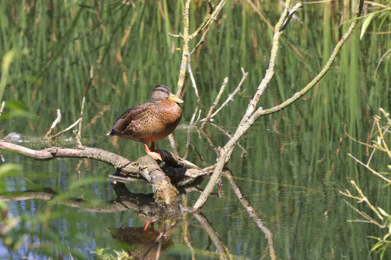 When Nature Holds the Keys: How Ecological Surveys Are Rewriting the Rules of British Site Viability